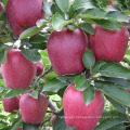 red huaniu apples red delicious apple China apple